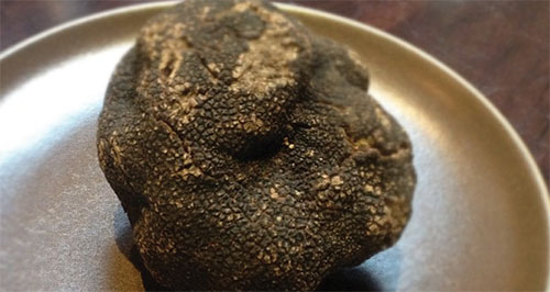 Black Truffle (Photo: Matthew Accarrino)