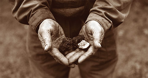 Hands holding truffles