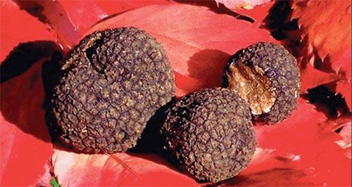 Truffles on leaves/ Submitted Photo- NVR